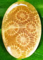 fossil coral cabachon