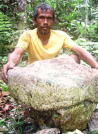sumatran fossil palms