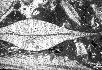 Agatised Fossil Brain Coral Head